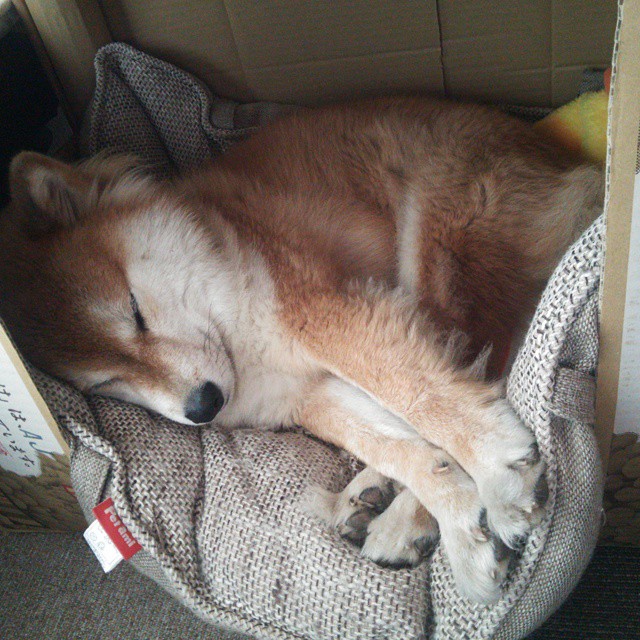 “西甲明星球员爆发，带队高歌猛进”，西甲巨星