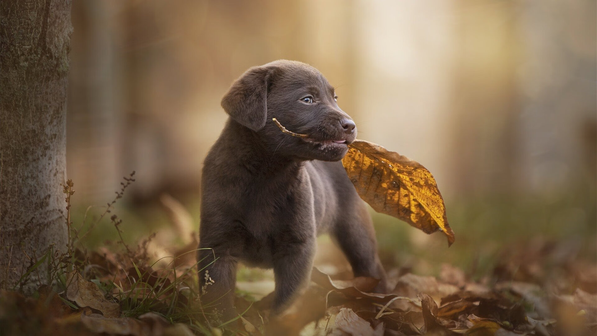 “迷你战术课：掘金挡拆战术深度分析”，掘金防守