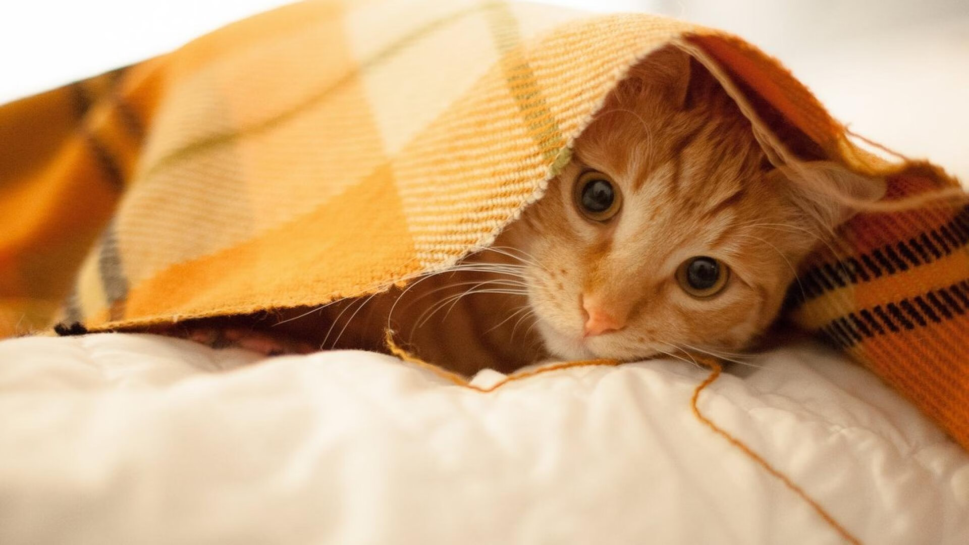 国际空中飞人特技表演，视觉震撼的极限运动盛典，空中飞人动作